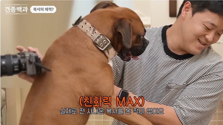 투견처럼 생겼는데 순하기로 유명한 개_22.png