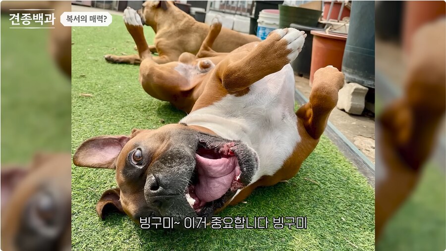 투견처럼 생겼는데 순하기로 유명한 개_23.png