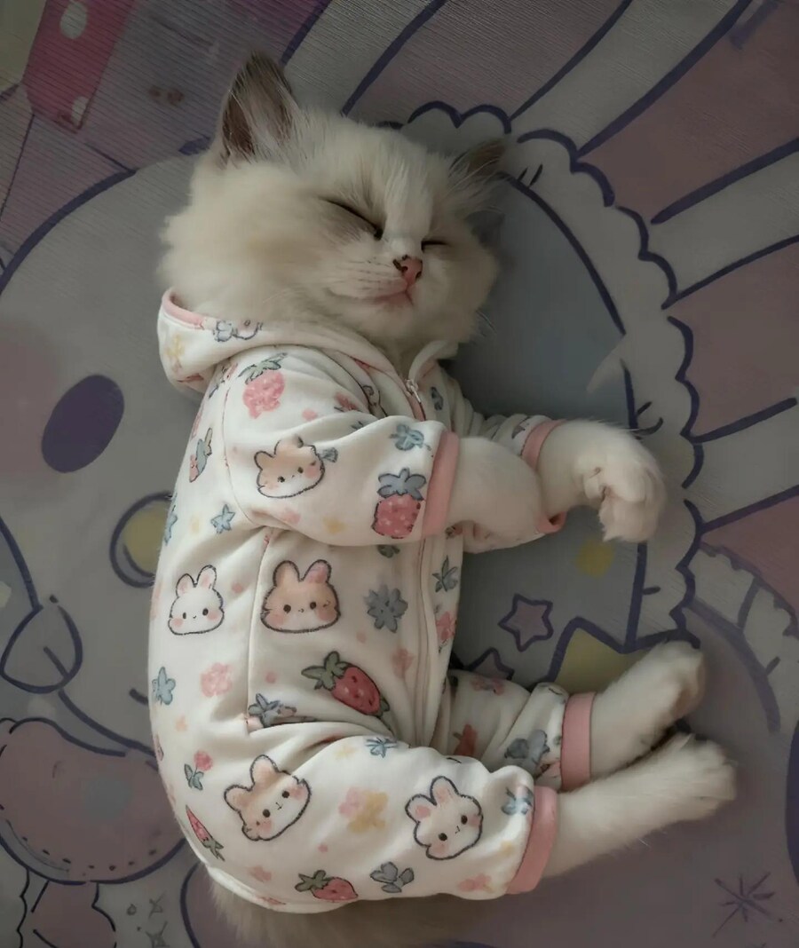 아기 옷 버리기 아까워서 고양이 입혔어요 ! ㅋㅋ_3.jpg