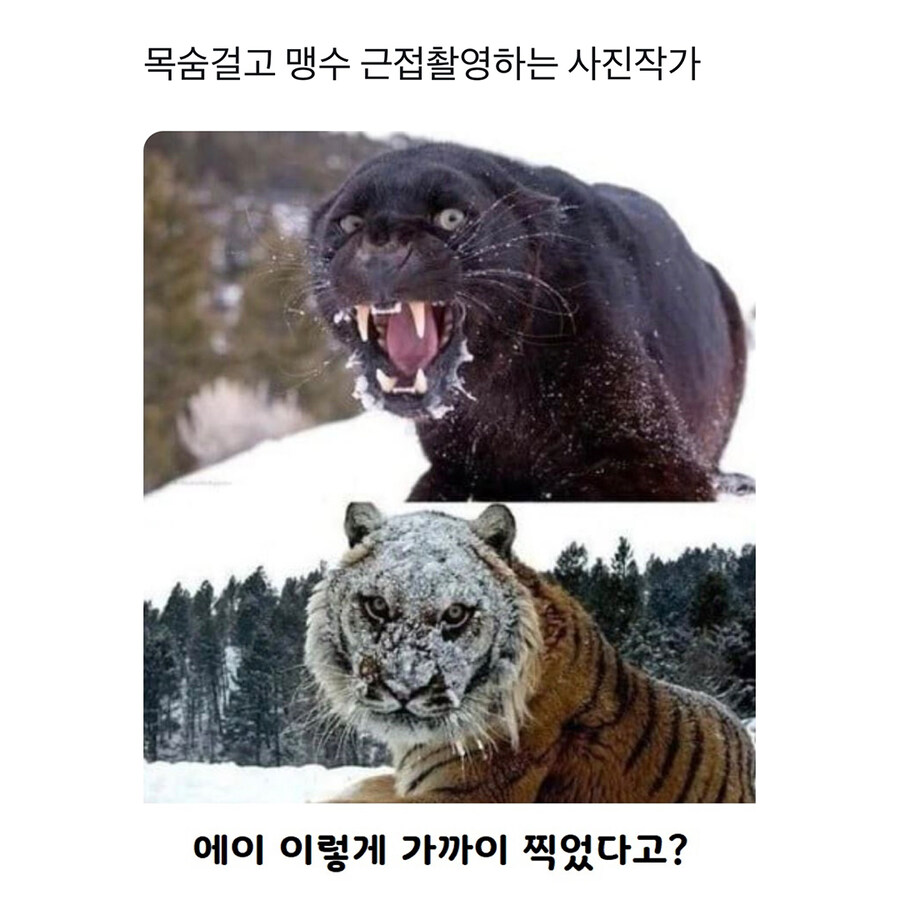 맹수들 근접 촬영 전문가_1.jpg