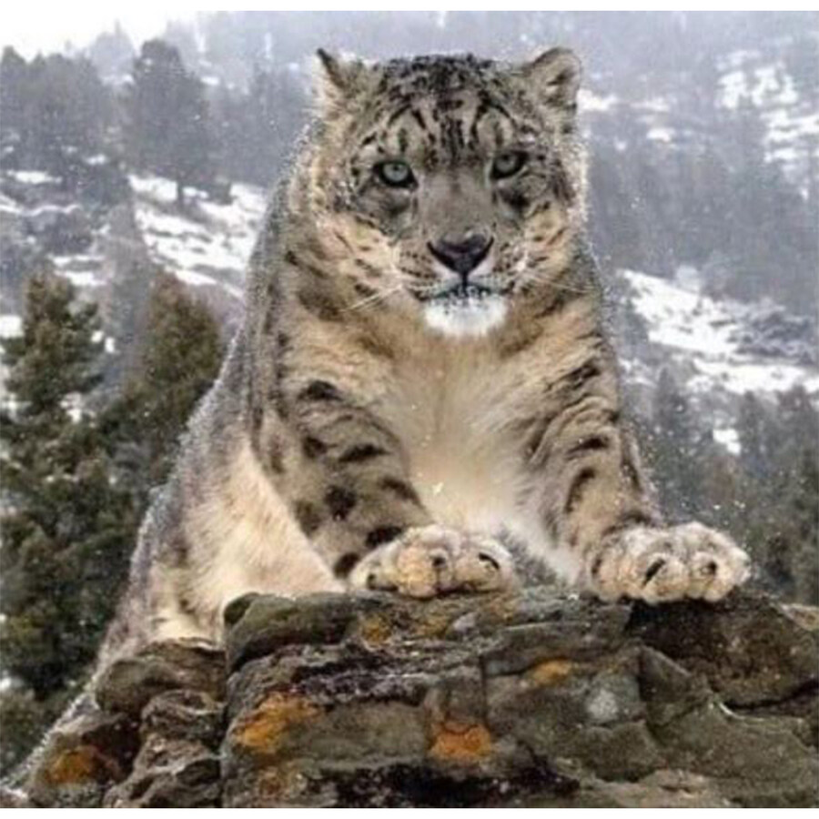 맹수들 근접 촬영 전문가_2.jpg