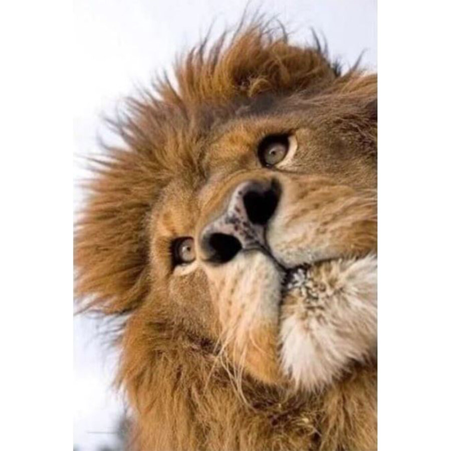 맹수들 근접 촬영 전문가_3.jpg