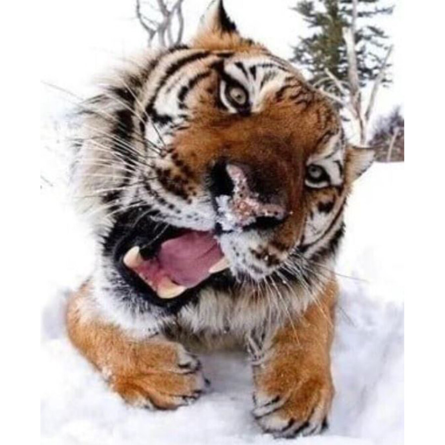 맹수들 근접 촬영 전문가_4.jpg