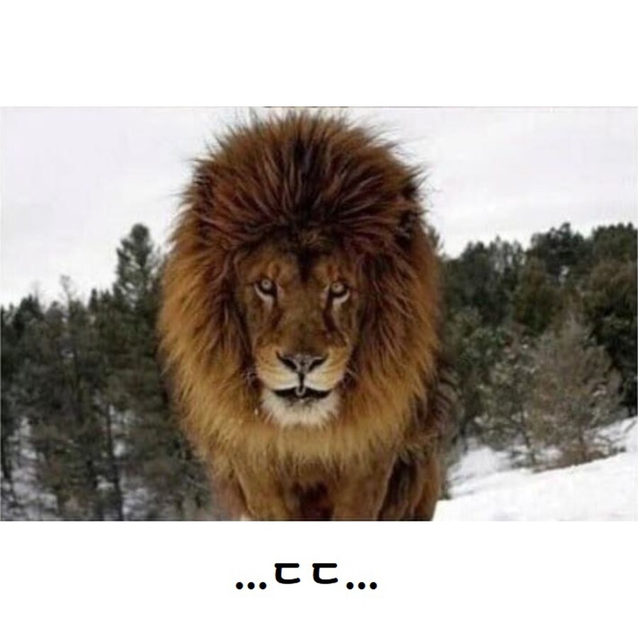 맹수들 근접 촬영 전문가_6.jpg