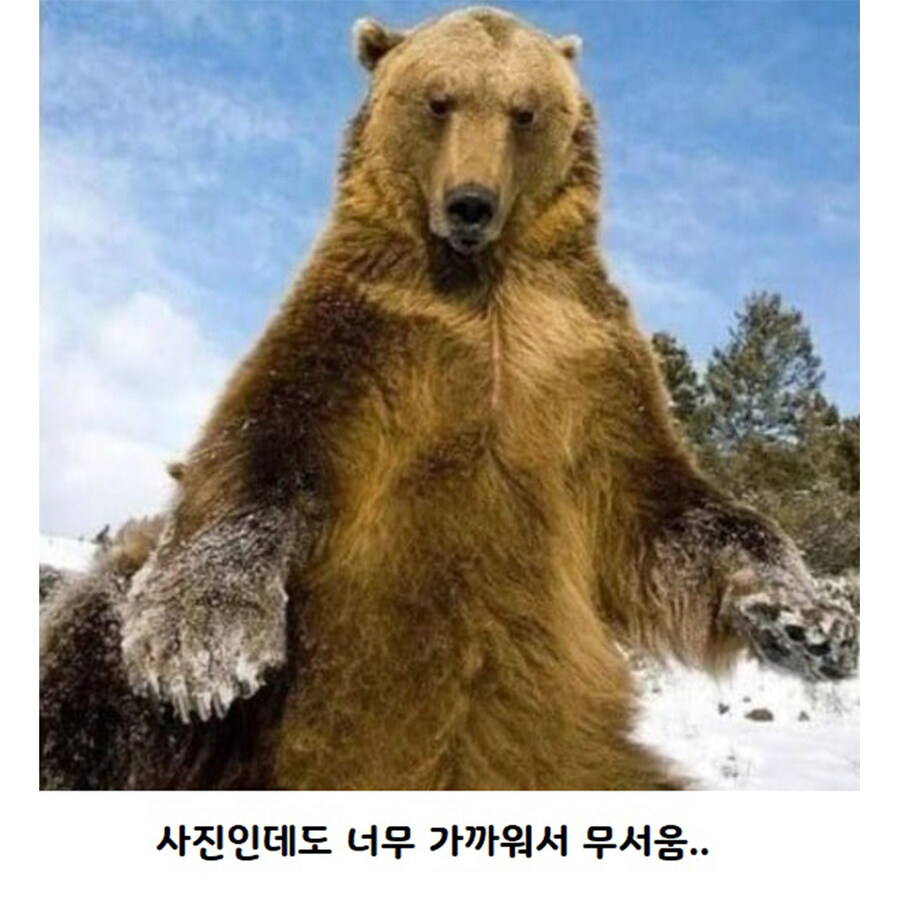 맹수들 근접 촬영 전문가_7.jpg