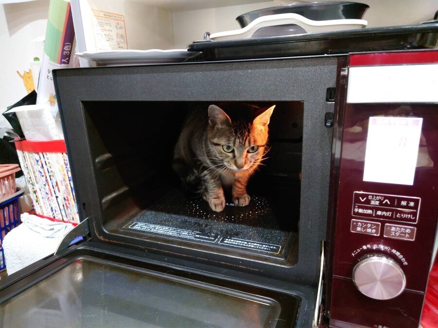 의외로 고양이가 들어가는 곳.jpg_1.jpg