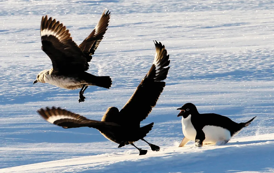 남극의 시프를 알아보자_2.webp