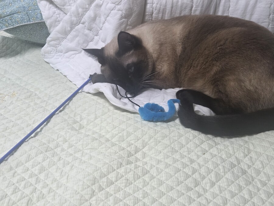 장난감을 절대 사수하겠다는 고양이의 의지_1.jpg