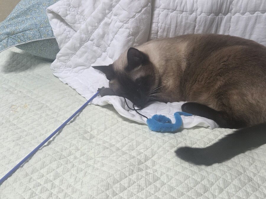 장난감을 절대 사수하겠다는 고양이의 의지_2.jpg