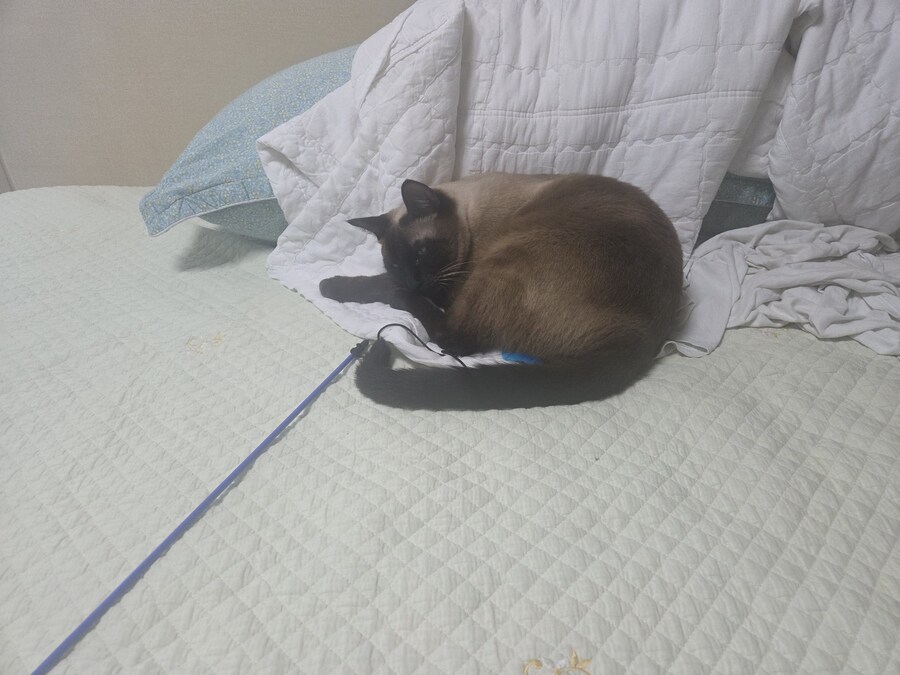 장난감을 절대 사수하겠다는 고양이의 의지_3.jpg