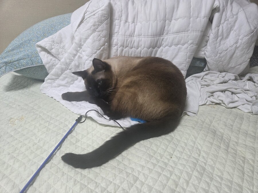 장난감을 절대 사수하겠다는 고양이의 의지_4.jpg