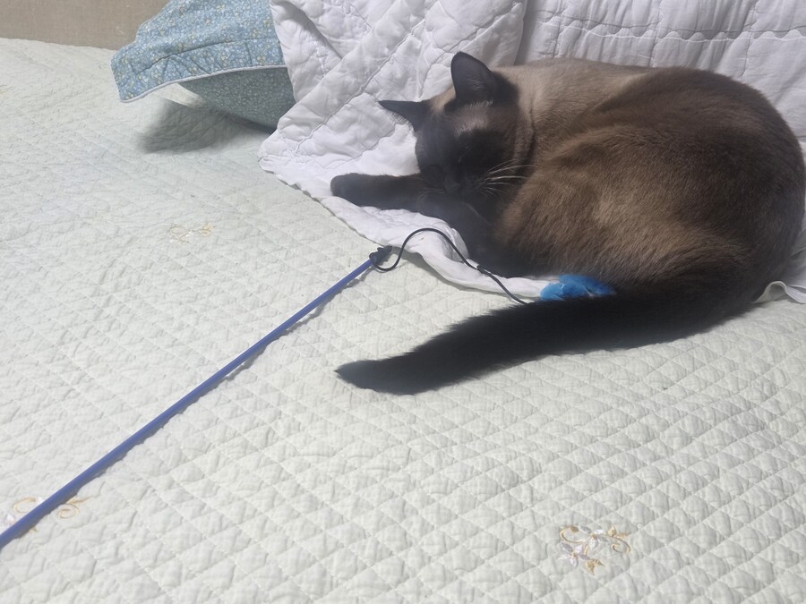 장난감을 절대 사수하겠다는 고양이의 의지_5.jpg