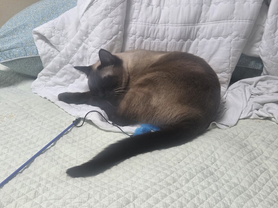 장난감을 절대 사수하겠다는 고양이의 의지_6.jpg