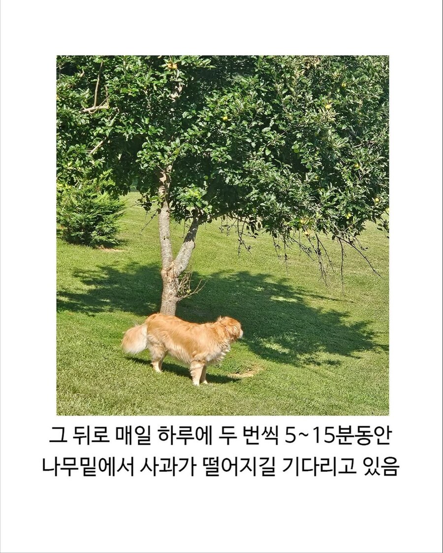 애플은 무료가 아닙니다._2.jpg
