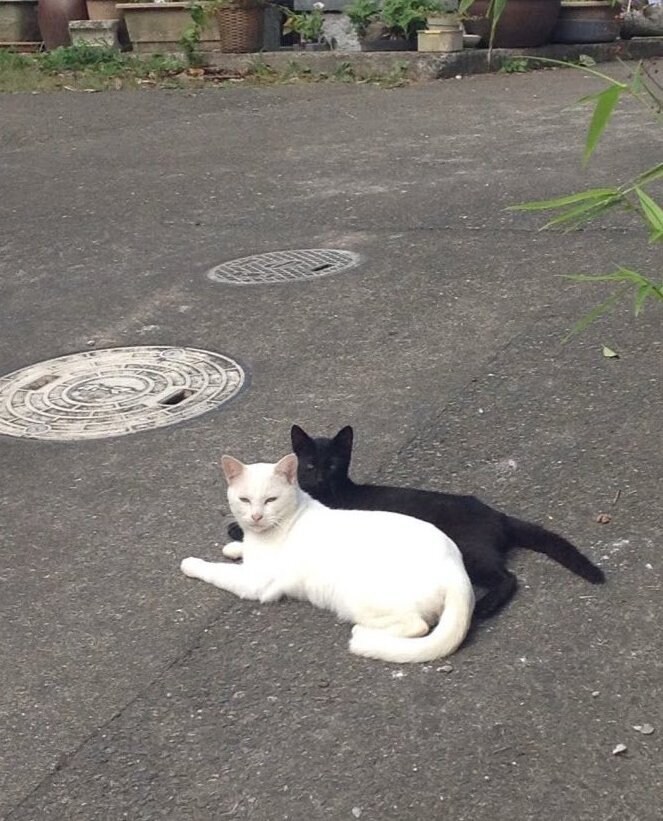 일본에서 화제인 고양이 사진_1.jpg