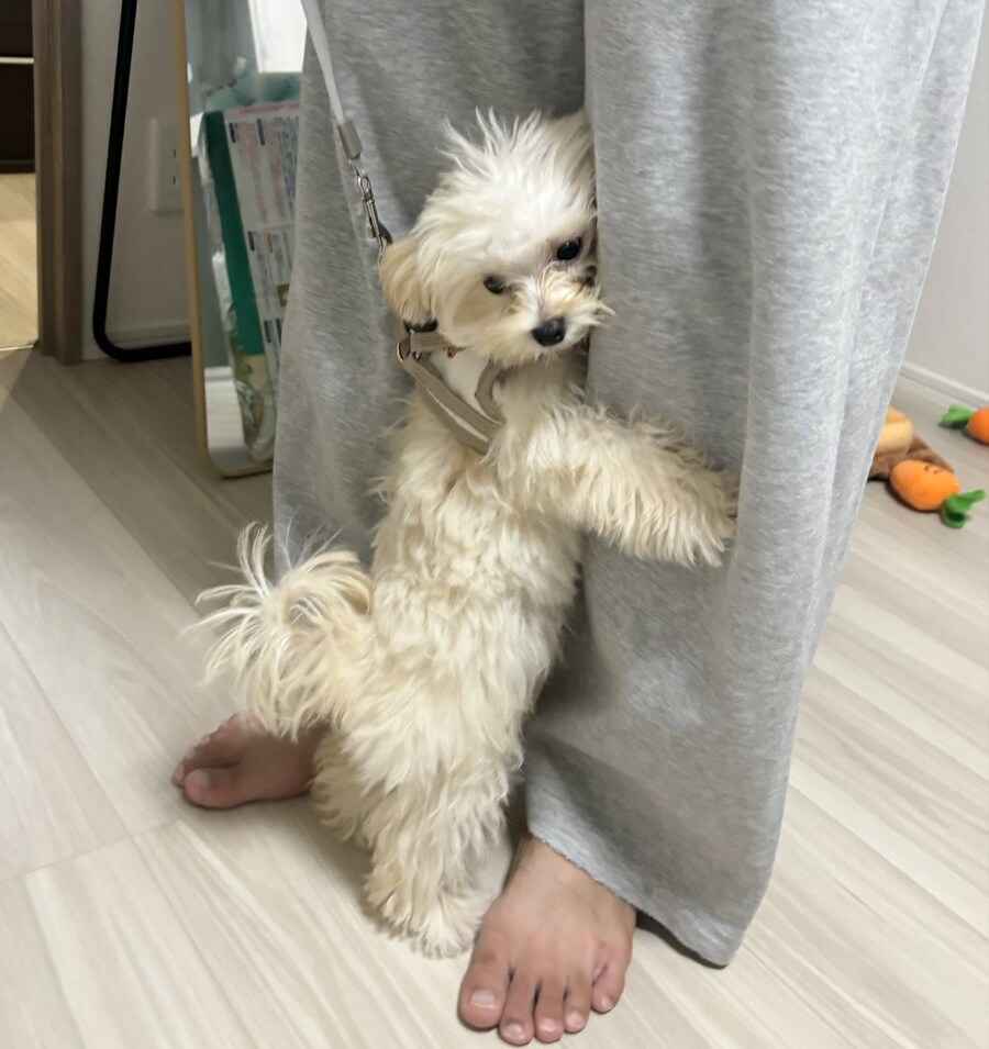 일본에서 화제인 강아지 사진_1.jpg