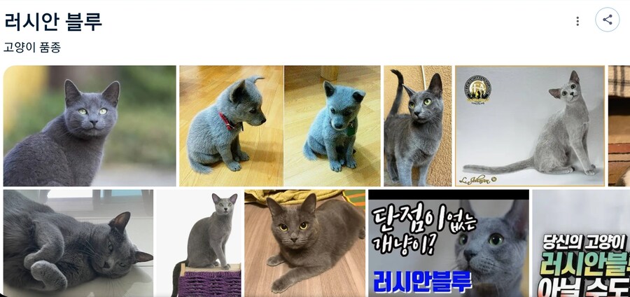 구글 러시안?블루 뭐냐_1.jpg