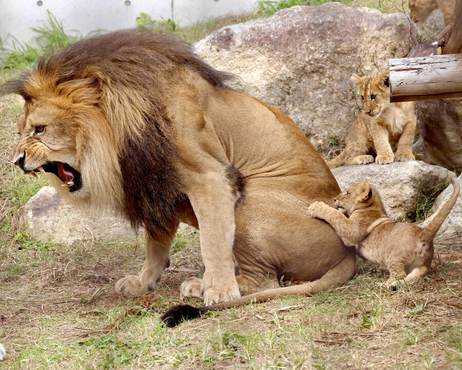 매우 고통스러워 하는 고양이.jpg_1.jpg