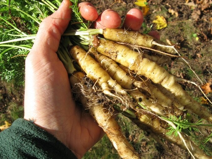 일본이 당근을 인삼, 인삼을 고려인삼이라 부르는 이유_2.jpg