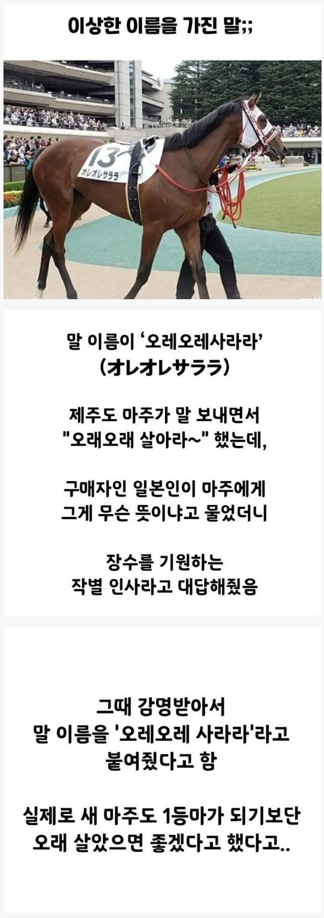 이상한 이름을 가지게 된 말.jpg_1.jpg