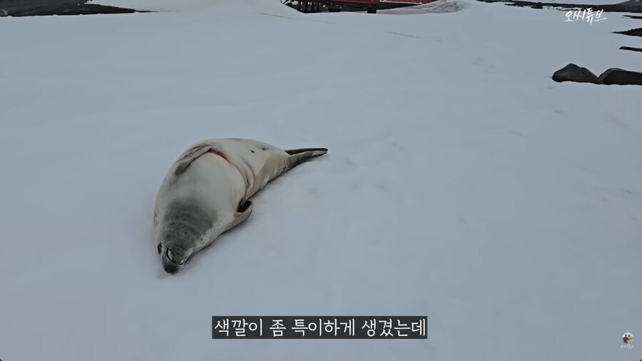 남극 세종기지 관련 영상 신스틸러_4.jpg