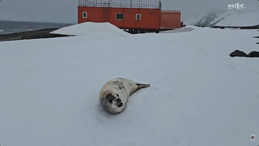 남극 세종기지 관련 영상 신스틸러_6.jpg