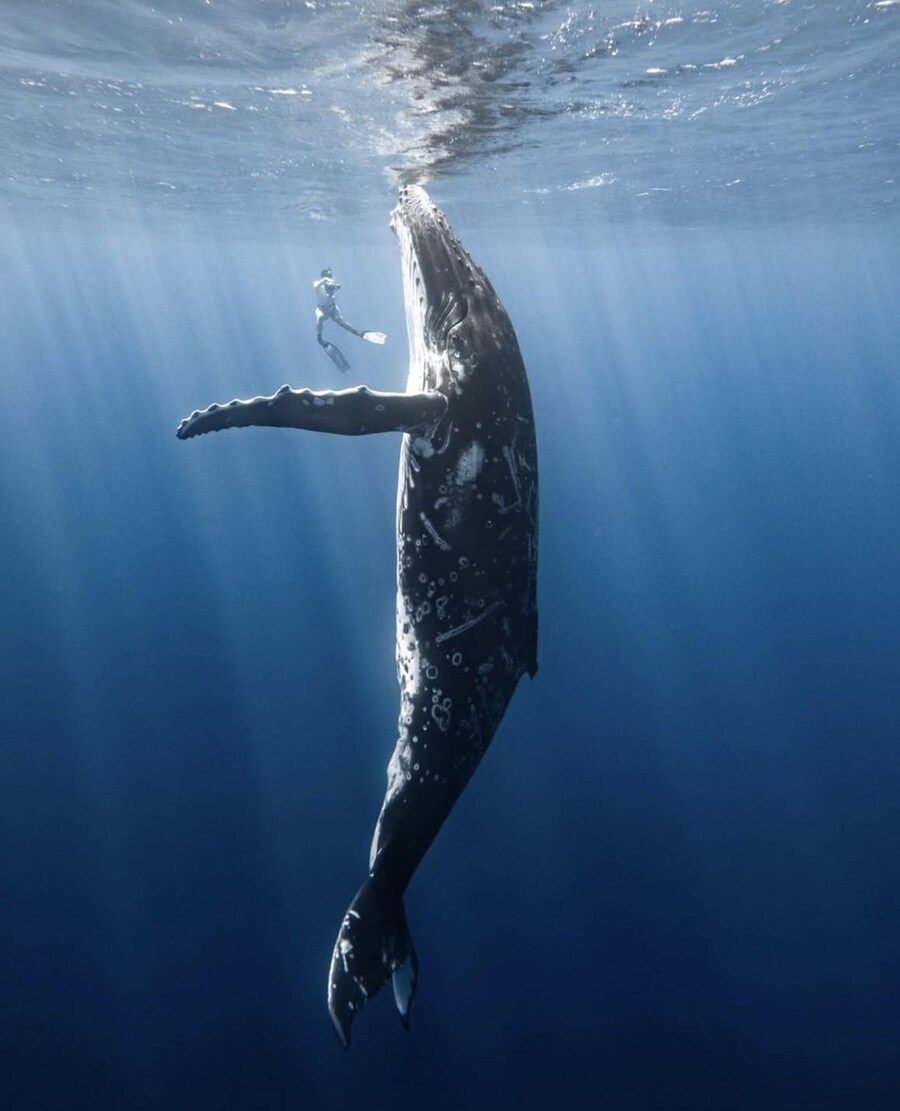 안녕. 고래 눈동자 본적 있니?_1.jpg