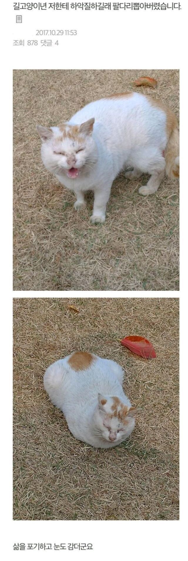 길고양이 깝치길래 팔다리 뽑아버렸다_1.jpg