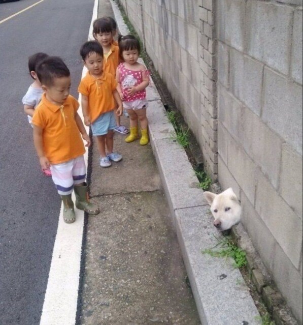 개구멍에 모가지가 낑긴 멍뭉이 놀리러 온 애들.jpg_1.jpg