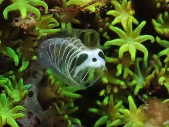 뼈가 다 보이는 멍게 신기함 ㄷㄷㄷ_3.jpg