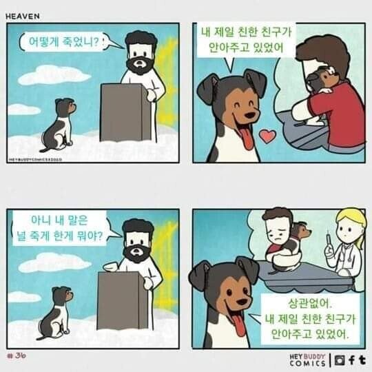 댕댕이가 하늘나라로 갔을때.jpg_1.jpg