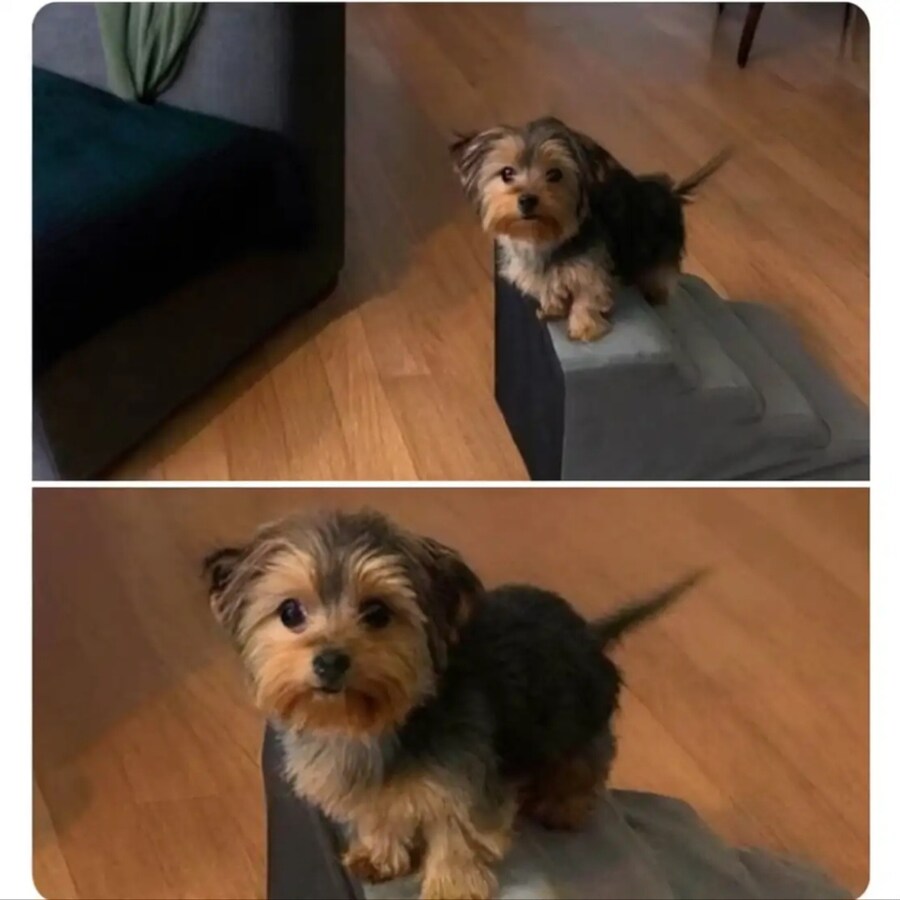 청소하다가 계단 붙이는 걸 깜빡할 때 강아지의 반응_1.jpg