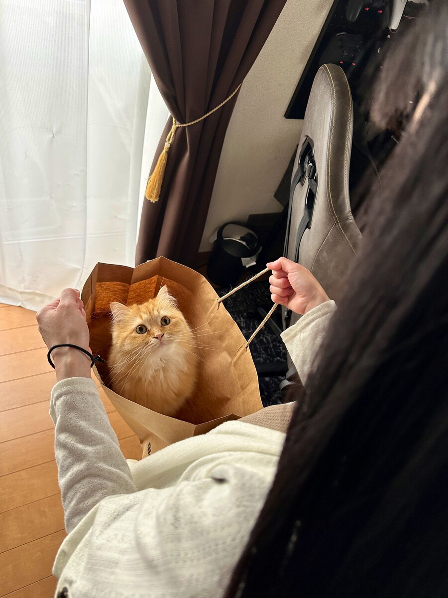 고양이 불법 흡입 ️_1.jpg