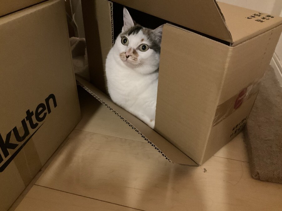 상자에 들어간 주인님.jpg_1.jpg