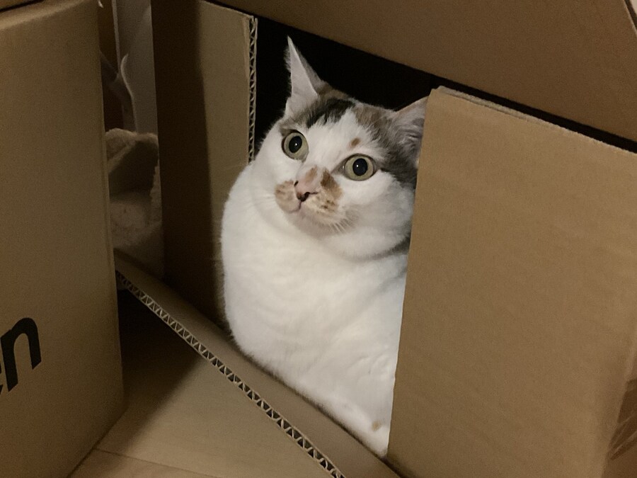 상자에 들어간 주인님.jpg_2.jpg