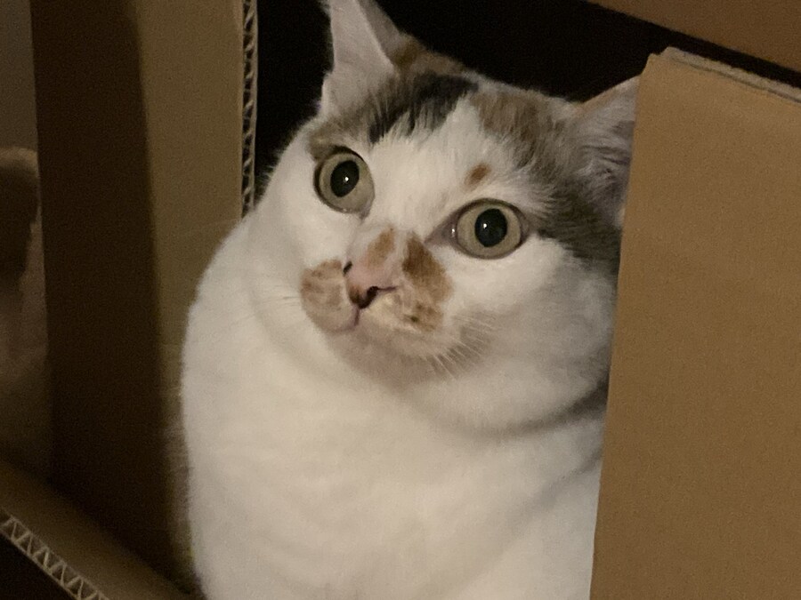 상자에 들어간 주인님.jpg_3.jpg