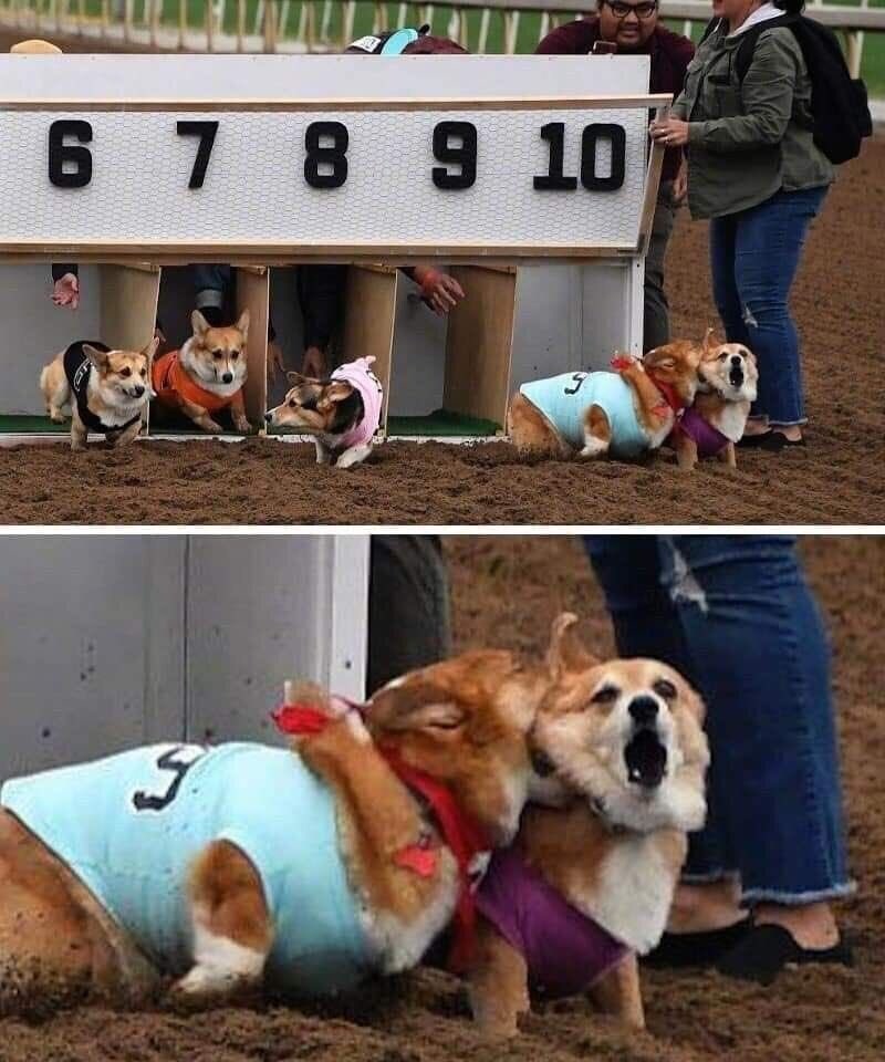 코기 달리기 대회_1.jpg