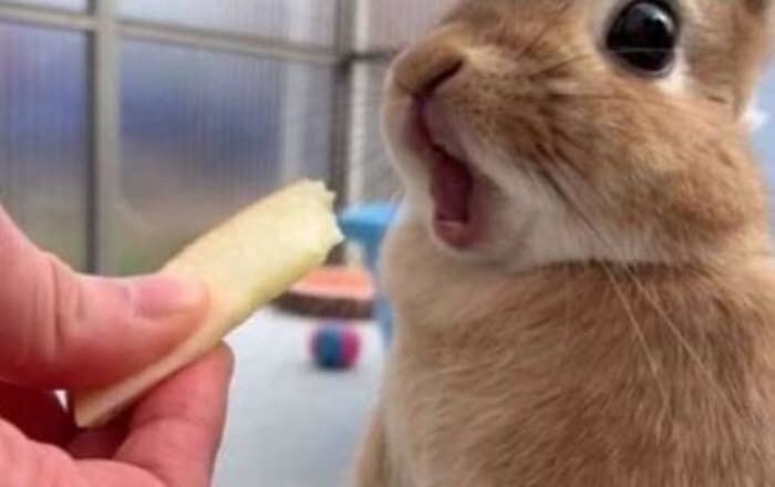 사과 처음 먹어보는 톡기.JPG_2.jpg