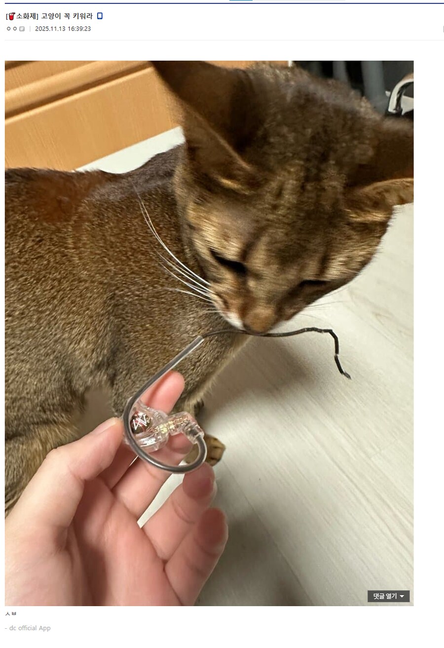 캬루 꼭 키워라_1.png