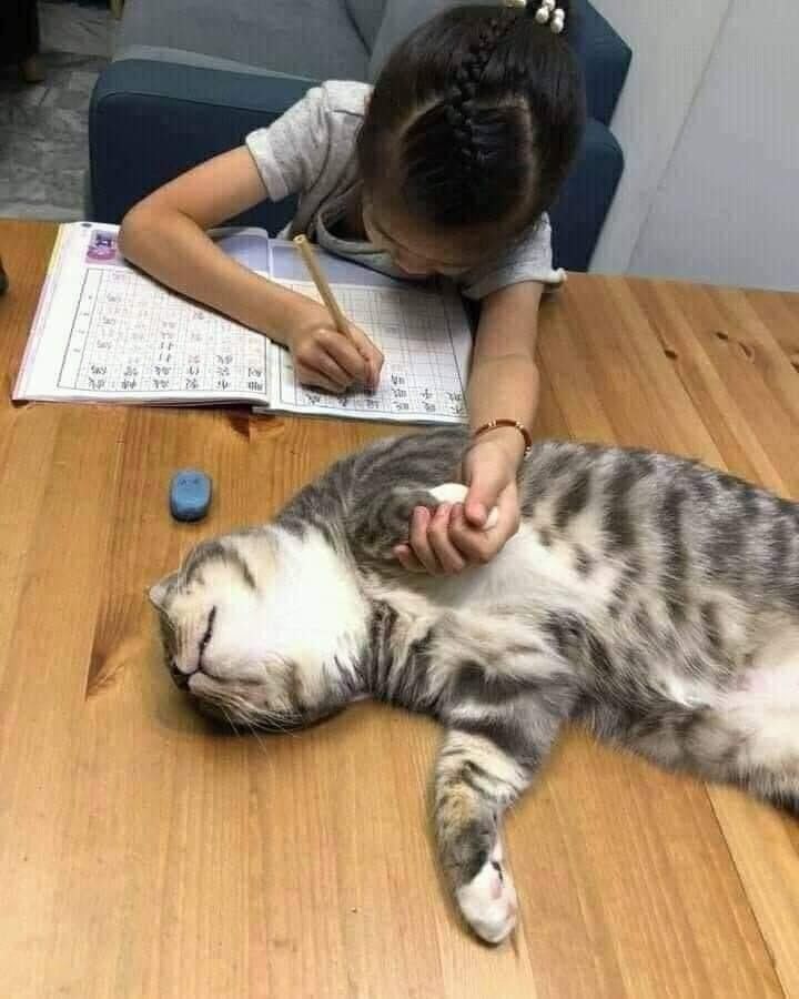 숙제하는 주인에게 정서적 지원하는 고양이_1.jpg