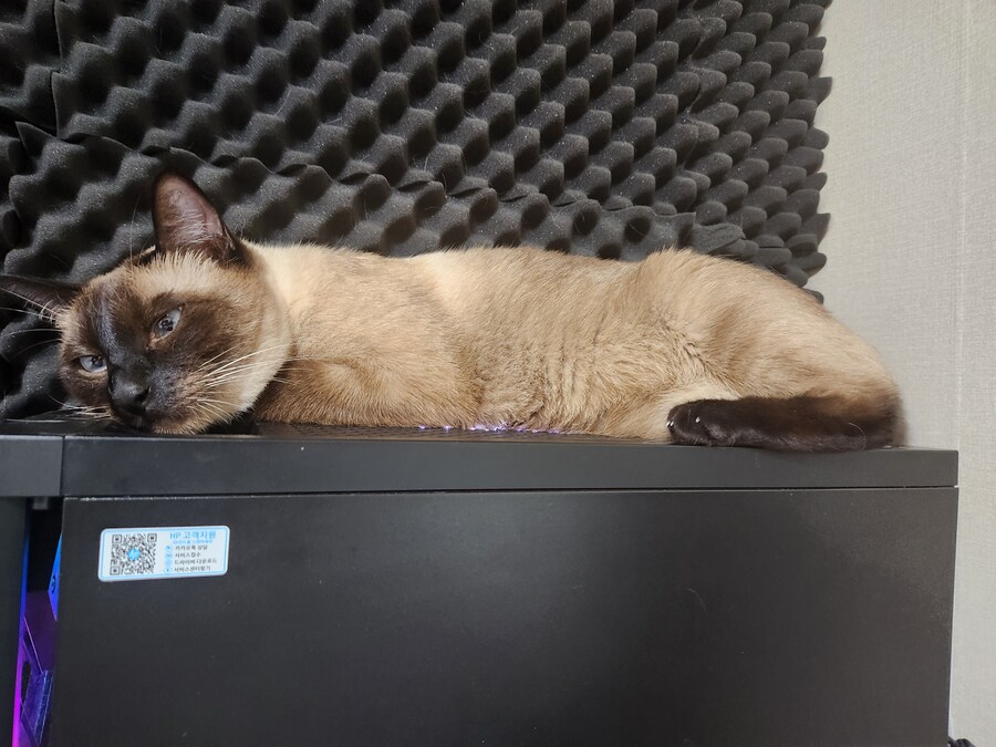 고양이 있는 집에서 고통받는 컴퓨터 ㅠㅠ_7.jpg