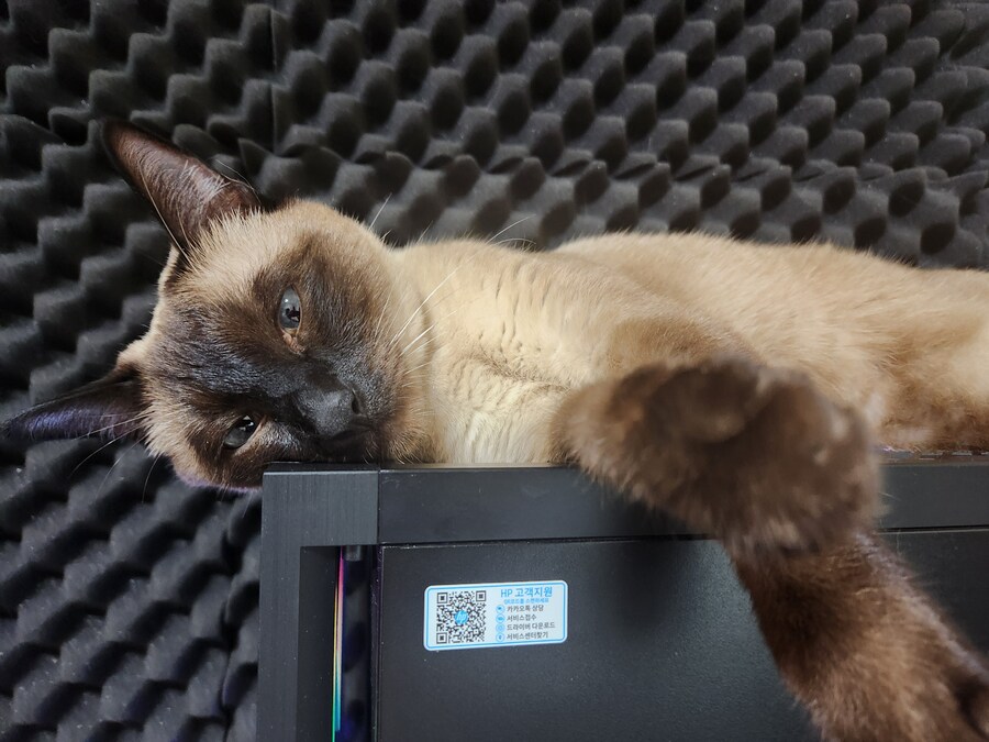 고양이 있는 집에서 고통받는 컴퓨터 ㅠㅠ_10.jpg