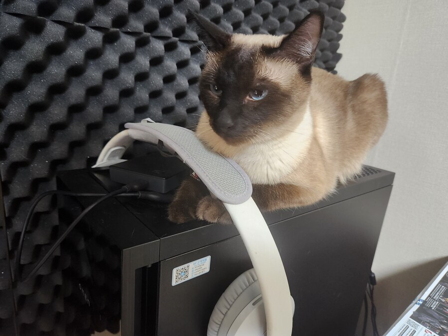 고양이 있는 집에서 고통받는 컴퓨터 ㅠㅠ_11.jpg