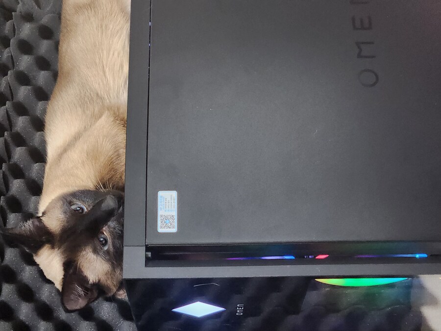 고양이 있는 집에서 고통받는 컴퓨터 ㅠㅠ_13.jpg