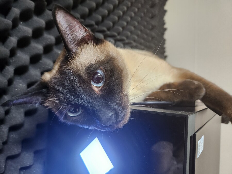 고양이 있는 집에서 고통받는 컴퓨터 ㅠㅠ_15.jpg