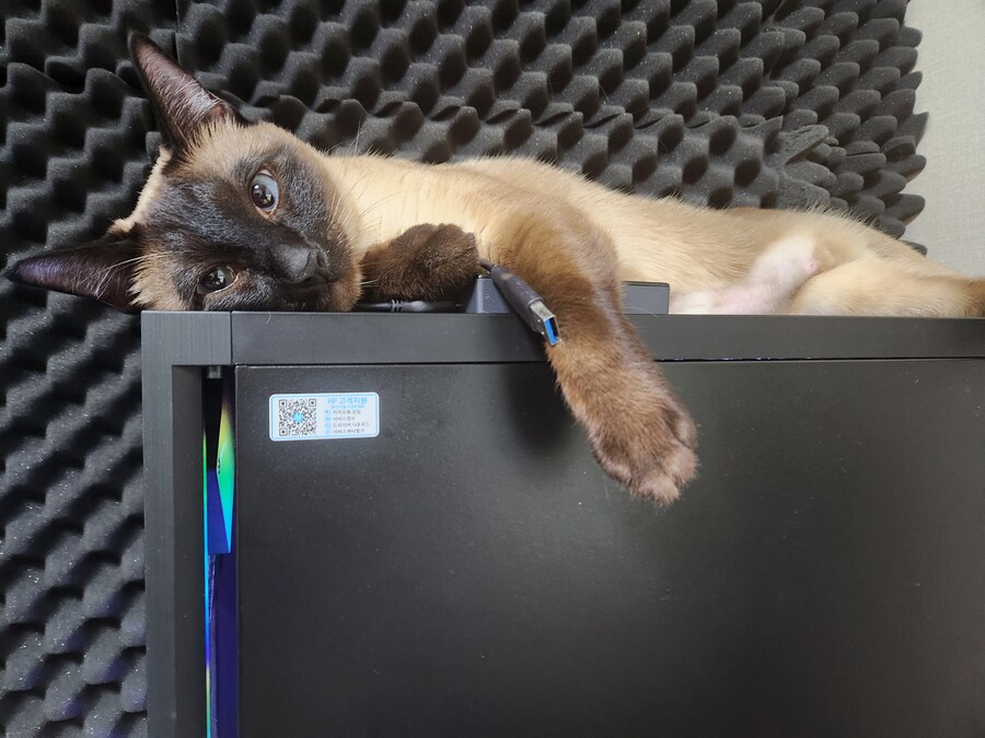 고양이 있는 집에서 고통받는 컴퓨터 ㅠㅠ_16.jpg