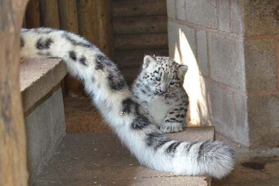 사냥감을 발견한 고양이.jpg_1.jpg