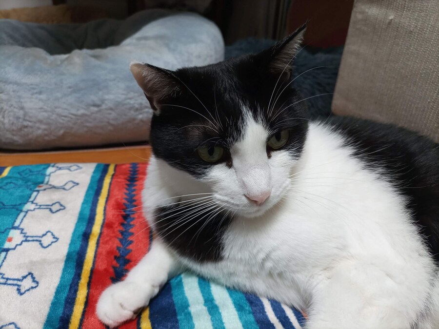 고양이 깝치길래 가슴에 구멍뚫어 버림_2.jpg