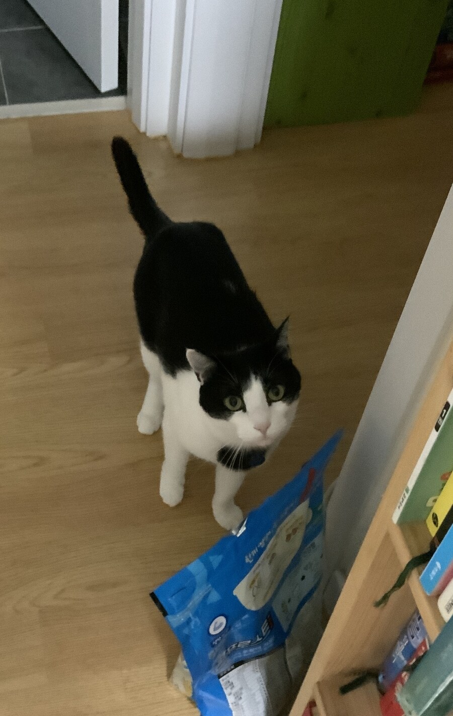 고양이 깝치길래 가슴에 구멍뚫어 버림_3.jpg