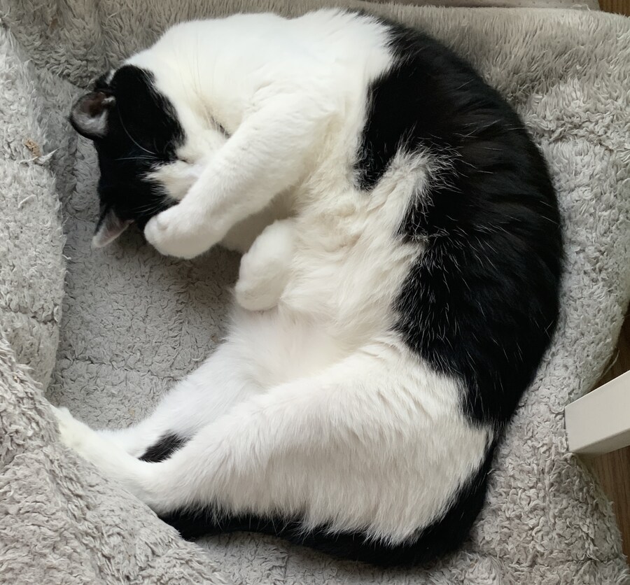 고양이 깝치길래 가슴에 구멍뚫어 버림_7.jpg